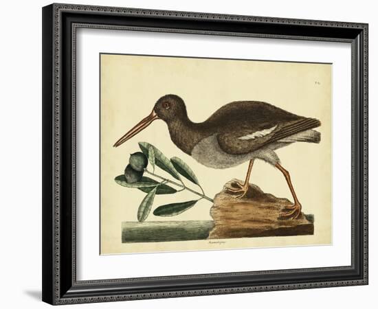 Catesby The Oyster Catcher, Pl. T85-Mark Catesby-Framed Art Print