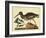 Catesby The Oyster Catcher, Pl. T85-Mark Catesby-Framed Art Print