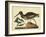 Catesby The Oyster Catcher, Pl. T85-Mark Catesby-Framed Art Print