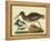 Catesby The Oyster Catcher, Pl. T85-Mark Catesby-Framed Stretched Canvas