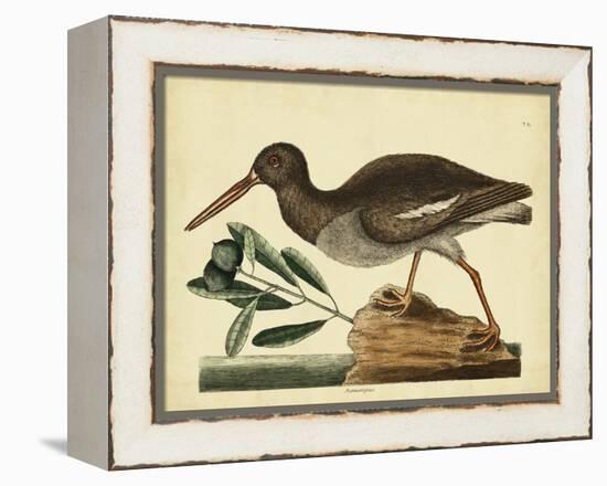 Catesby The Oyster Catcher, Pl. T85-Mark Catesby-Framed Stretched Canvas