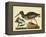 Catesby The Oyster Catcher, Pl. T85-Mark Catesby-Framed Stretched Canvas