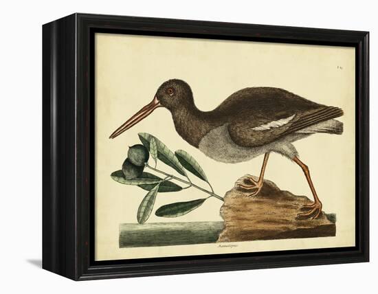 Catesby The Oyster Catcher, Pl. T85-Mark Catesby-Framed Stretched Canvas