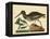 Catesby The Oyster Catcher, Pl. T85-Mark Catesby-Framed Stretched Canvas