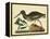 Catesby The Oyster Catcher, Pl. T85-Mark Catesby-Framed Stretched Canvas