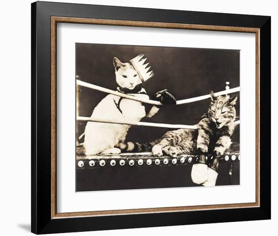 Catfight-null-Framed Art Print