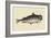 Catfish-Mark Catesby-Framed Art Print