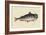 Catfish-Mark Catesby-Framed Art Print