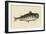 Catfish-Mark Catesby-Framed Art Print