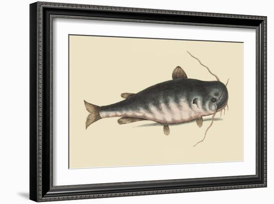 Catfish-Mark Catesby-Framed Art Print