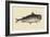 Catfish-Mark Catesby-Framed Art Print