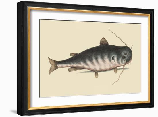 Catfish-Mark Catesby-Framed Art Print