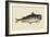 Catfish-Mark Catesby-Framed Art Print