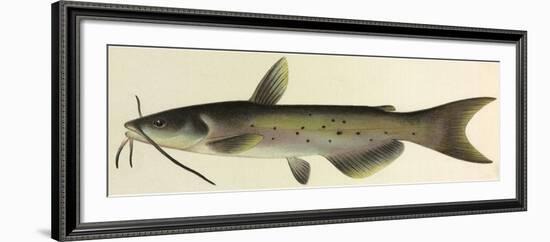 Catfish-null-Framed Giclee Print