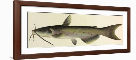 Catfish-null-Framed Giclee Print