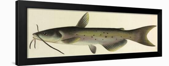 Catfish-null-Framed Giclee Print