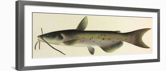 Catfish-null-Framed Giclee Print