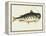 Catfish-Mark Catesby-Framed Premier Image Canvas