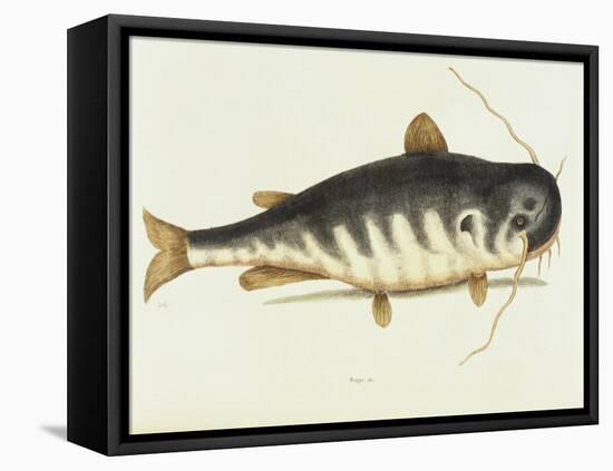 Catfish-Mark Catesby-Framed Premier Image Canvas