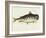 Catfish-Mark Catesby-Framed Giclee Print