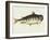 Catfish-Mark Catesby-Framed Giclee Print