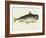 Catfish-Mark Catesby-Framed Giclee Print