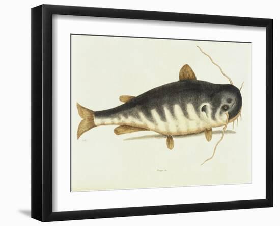 Catfish-Mark Catesby-Framed Giclee Print