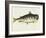 Catfish-Mark Catesby-Framed Giclee Print