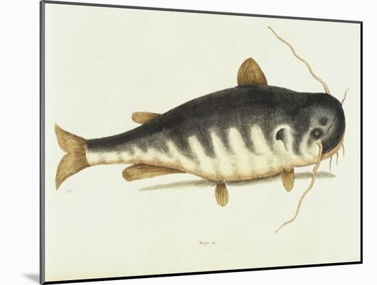 Catfish-Mark Catesby-Mounted Giclee Print