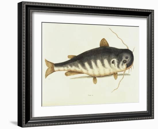 Catfish-Mark Catesby-Framed Giclee Print