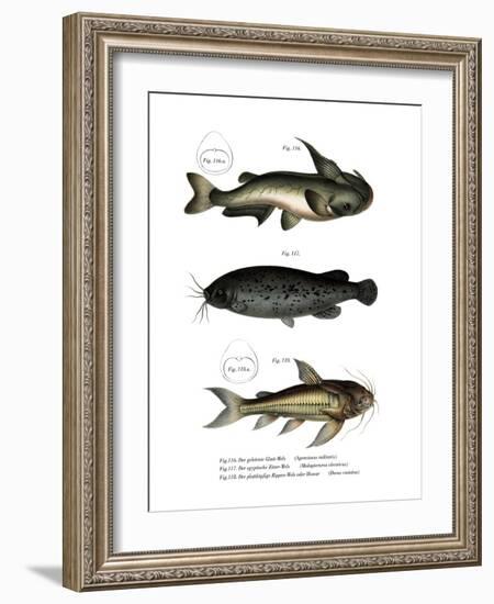 Catfish-null-Framed Giclee Print