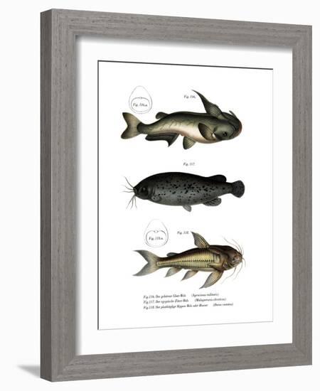 Catfish-null-Framed Giclee Print