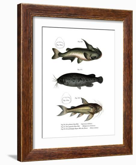 Catfish-null-Framed Giclee Print