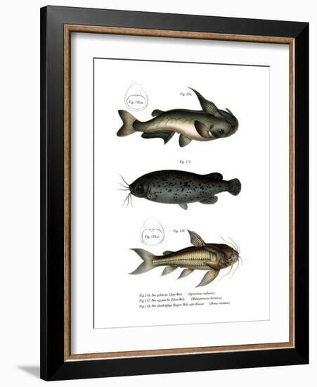 Catfish-null-Framed Giclee Print