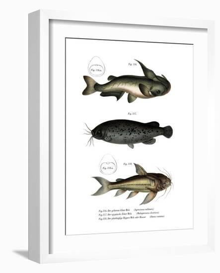 Catfish-null-Framed Giclee Print