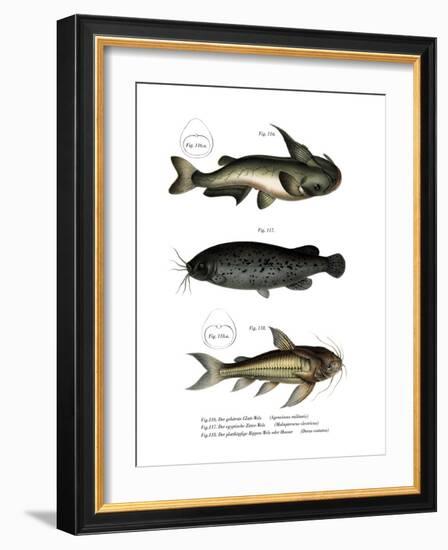 Catfish-null-Framed Giclee Print