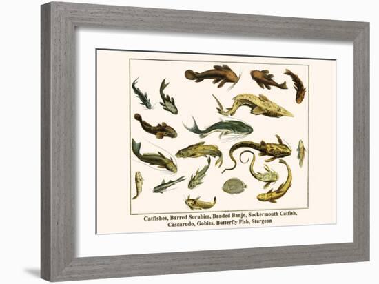 Catfishes, Barred Sorubim, Banded Banjo, Suckermouth Catfish, Cascarudo, Gobies, etc.-Albertus Seba-Framed Art Print