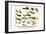 Catfishes, Barred Sorubim, Banded Banjo, Suckermouth Catfish, Cascarudo, Gobies, etc.-Albertus Seba-Framed Art Print