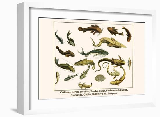 Catfishes, Barred Sorubim, Banded Banjo, Suckermouth Catfish, Cascarudo, Gobies, etc.-Albertus Seba-Framed Art Print