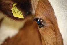 Farm, Cow, Eye, Ear Mark, Close-Up-Catharina Lux-Photographic Print