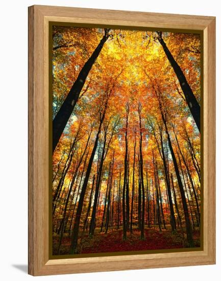 Cathedral Fall-Philippe Sainte-Laudy-Framed Premier Image Canvas