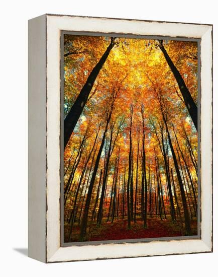 Cathedral Fall-Philippe Sainte-Laudy-Framed Premier Image Canvas