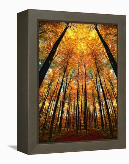 Cathedral Fall-Philippe Sainte-Laudy-Framed Premier Image Canvas