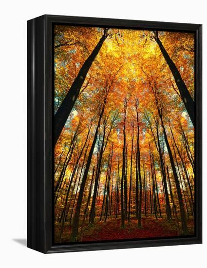 Cathedral Fall-Philippe Sainte-Laudy-Framed Premier Image Canvas