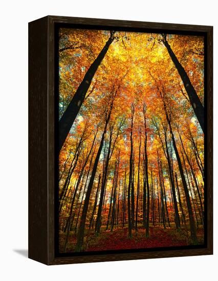 Cathedral Fall-Philippe Sainte-Laudy-Framed Premier Image Canvas