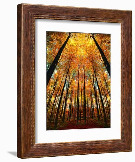 Cathedral Fall-Philippe Sainte-Laudy-Framed Premium Photographic Print