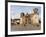 Cathedral of Cusco, UNESCO World Heritage Site, Cusco, Peru, South America-Karol Kozlowski-Framed Photographic Print