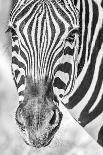 Zebra Focus-Catherina Unger-Giclee Print