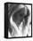 Catherine Deneuve-null-Framed Stretched Canvas