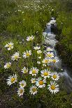 USA, Colorado, San Juan Mountains. Daisies next to stream.-Cathy and Gordon Illg-Photographic Print